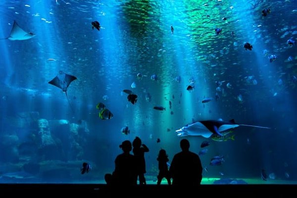 Quelles sont les astuces pour cultiver des plantes aquatiques dans un aquarium ?